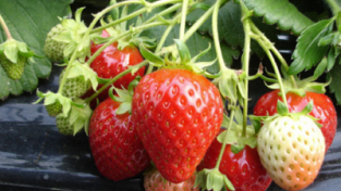 [농촌진흥청]"항산화물질 풍부한 '봄 딸기'로 건강 챙기세요"
