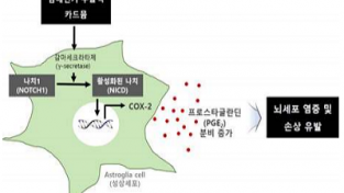 카드뮴 또는 담배연기에 의한 뇌세포 염증 유발 기전 규명